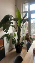 Strelitzia XXL (moet snel weg), Huis en Inrichting, Groene kamerplant, Ophalen, Halfschaduw, 200 cm of meer