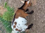 Bokje, Dieren en Toebehoren, Schapen, Geiten en Varkens, Mannelijk, Geit