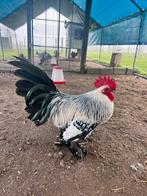 Sabelpootkriel haan - Zilverporselein, Dieren en Toebehoren, Pluimvee, Mannelijk, Kip