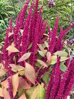 Kattenstaart Amaranthus, Ophalen of Verzenden, Eenjarig, Overige soorten, Volle zon