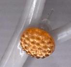 LEUKE GELE SNOEPJES/ FRUIT ACHTIGE OORBELLEN, Sieraden, Tassen en Uiterlijk, Oorbellen, Overige materialen, Geel, Nieuw, Ophalen of Verzenden