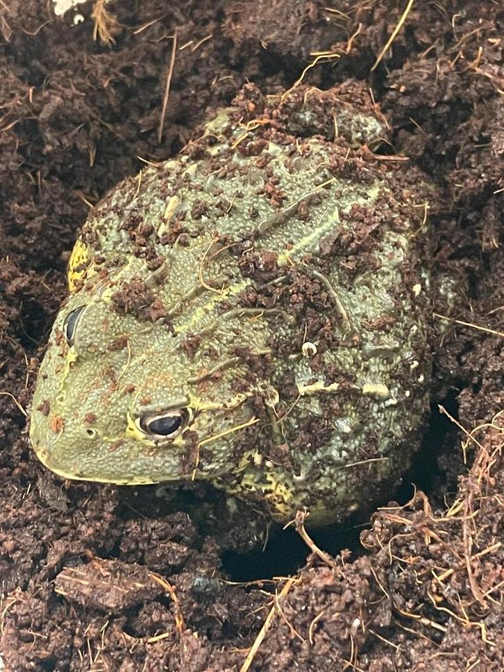 Afrikaanse stierkikker / Pyxicephalus adspersus 0.0.3
