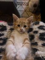 Rode kater mix van boskat papa/ Cyprus mama 6 weken oud, Dieren en Toebehoren, Katten en Kittens | Overige Katten, Kater