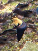 Tylomelania/sulawesi slakken., Dieren en Toebehoren, Slak of Weekdier