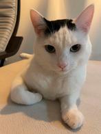 Warm huis gezocht voor Semi!, Dieren en Toebehoren, Katten en Kittens | Overige Katten, Kater, Kortharig, 3 tot 5 jaar