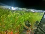 Baby guppies 2 te koop, Ophalen, Nieuw, Gevuld zoetwateraquarium