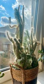 Cactus// Opuntia sneeuwcactus, Huis en Inrichting, Kamerplanten, Ophalen, Minder dan 100 cm, Bloeiende kamerplant, Volle zon
