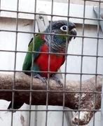 te koop, Dieren en Toebehoren, Vogels | Parkieten en Papegaaien, Meerdere dieren, Parkiet, Geringd
