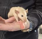 Ratjes super super lief en super tam, Dieren en Toebehoren, Rat, November, Meerdere dieren, Tam