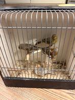 5 kanarie mannen, Mannelijk