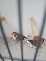 2 Witborst zebravinken mannen mooie grote mannen, Dieren en Toebehoren, Vogels | Overige Vogels, Mannelijk, Tropenvogel, Geringd