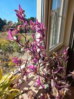 Stekje van Tradescantia, Huis en Inrichting, Kamerplanten, Ophalen, Overige soorten, Minder dan 100 cm