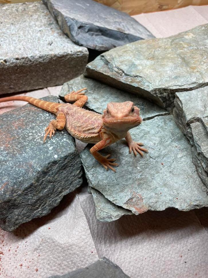 Compleet baardagaam terrarium met baardagaam