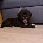 Shih tzu puppy teefje, Dieren en Toebehoren, België, Particulier, Overige rassen, 8 tot 15 weken