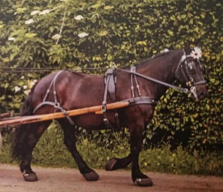 Prachtig tuig bellensingel, Dieren en Toebehoren, Paarden en Pony's | Dekens en Dekjes, Ophalen of Verzenden