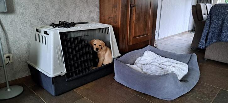 Honden bench, Dieren en Toebehoren, Hondenbenches, Gebruikt, Ophalen