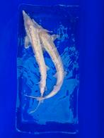 Albino steur 45-50 cm, Dieren en Toebehoren, Vissen | Vijvervissen, Steur