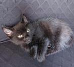 Lief zwart kittentje, gewend aan hondjes en drukte, Meerdere dieren, Kortharig, 0 tot 2 jaar