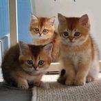 Britse korthaar/golden shaded kittens met stamboom, Dieren en Toebehoren, Katten en Kittens | Raskatten | Korthaar, Meerdere dieren