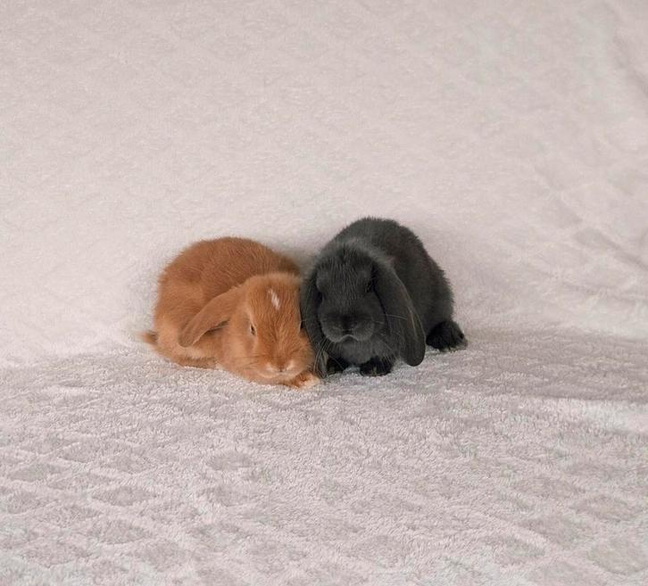 ❤️🎁LIEF TAM RASZUIVER MINILOP HANGOOR KNUFFEL KOPPELTJE, Dieren en Toebehoren, Konijnen, Dwerg, Meerdere dieren, 0 tot 2 jaar