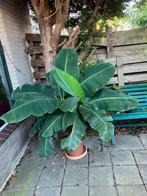 Musa (bananenplant) vers van de veiling. Binnen plant, Huis en Inrichting, Overige soorten, Ophalen of Verzenden, In pot, 150 tot 200 cm
