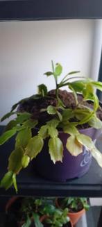 Lidcactus, Ophalen, Halfschaduw, Minder dan 100 cm, Bloeiende kamerplant