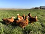Jonge tamme New Hampshire kriel kippen hennen gesekst, Dieren en Toebehoren, Pluimvee, Vrouwelijk, Kip