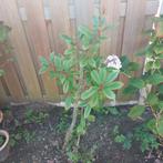 Photinia- red Robin, Tuin en Terras, Planten | Bomen, Ophalen, Volle zon, Overige soorten, 100 tot 250 cm