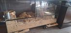 Hamster terrarium met veel extra's, Dieren en Toebehoren, Ophalen, Hok, Hamster, Minder dan 60 cm