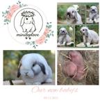 Mooie minilop konijnen - nog 1 sallander voedster, Meerdere dieren, Dwerg, Hangoor, 0 tot 2 jaar