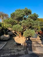 Unieke Meerstammige Pinus Sylvestris 'Watereri' 45 jaar, Bloeit niet, Overige soorten, 250 tot 400 cm, Ophalen