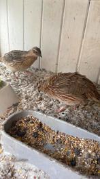Chinese dwerg kwartels, Dieren en Toebehoren, Mannelijk