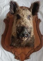 Wild zwijn / Everzwijn op houten schild, Verzamelen, Dierenverzamelingen, Ophalen, Zo goed als nieuw, Wild dier, Opgezet dier