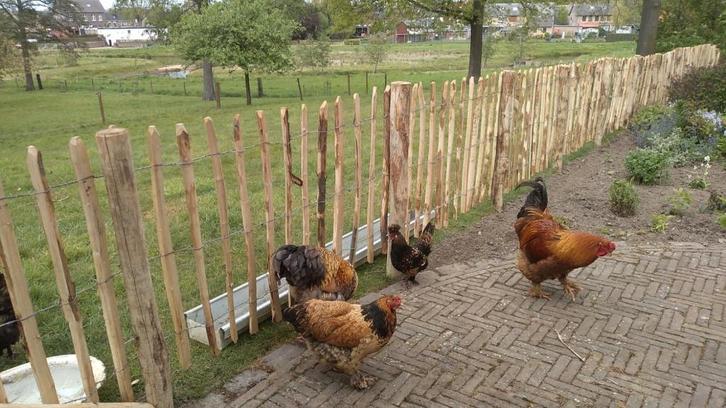 Kastanje hekwerk Frans hekwerk palen, Tuin en Terras, Tuinhekken en Hekwerk, Tuinhek, Hout, Ophalen