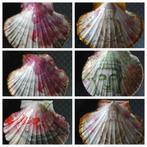 Decoratieve St Jacobsschelpen, Ophalen of Verzenden, Nieuw