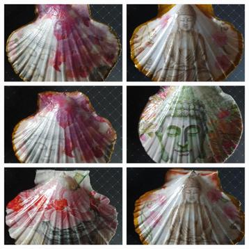 Decoratieve St Jacobsschelpen beschikbaar voor biedingen