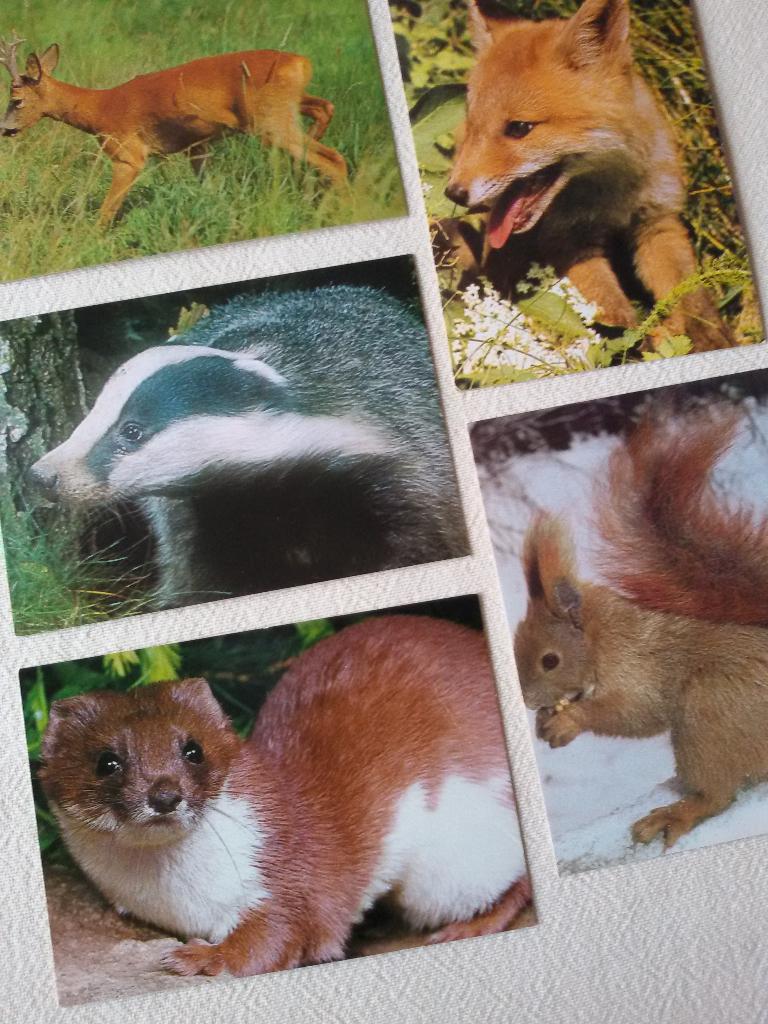 5 Vintage School Beloningsplaatjes Dieren Serie 244, 1960 tot 1980, Ophalen of Verzenden, Zo goed als nieuw, Dier