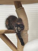 Mooie tortie poesjes beschikbaar, Dieren en Toebehoren, Katten en Kittens | Dekkaters, 0 tot 2 jaar