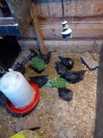 Jonge hennen te koop van de Barneveldse kippen dubbel gezoom, Dieren en Toebehoren, Pluimvee, Vrouwelijk, Kip