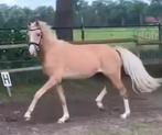 3jr nwr ruin, Dieren en Toebehoren, Pony's, Ruin, Dressuurpony, 3 tot 6 jaar, Onbeleerd