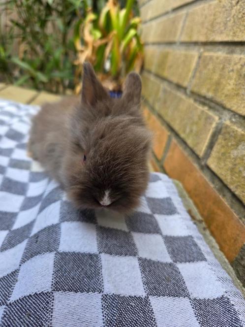 Jonge Teddy dwergen 2025, Dieren en Toebehoren, Konijnen, Dwerg, Meerdere dieren, 0 tot 2 jaar