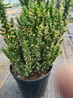 Austrocylindropuntia subulata pot25, Ophalen, Zomer, Overige soorten
