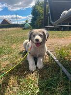 Australian shepherd pups (mini), België, Particulier, CDV (hondenziekte), 8 tot 15 weken