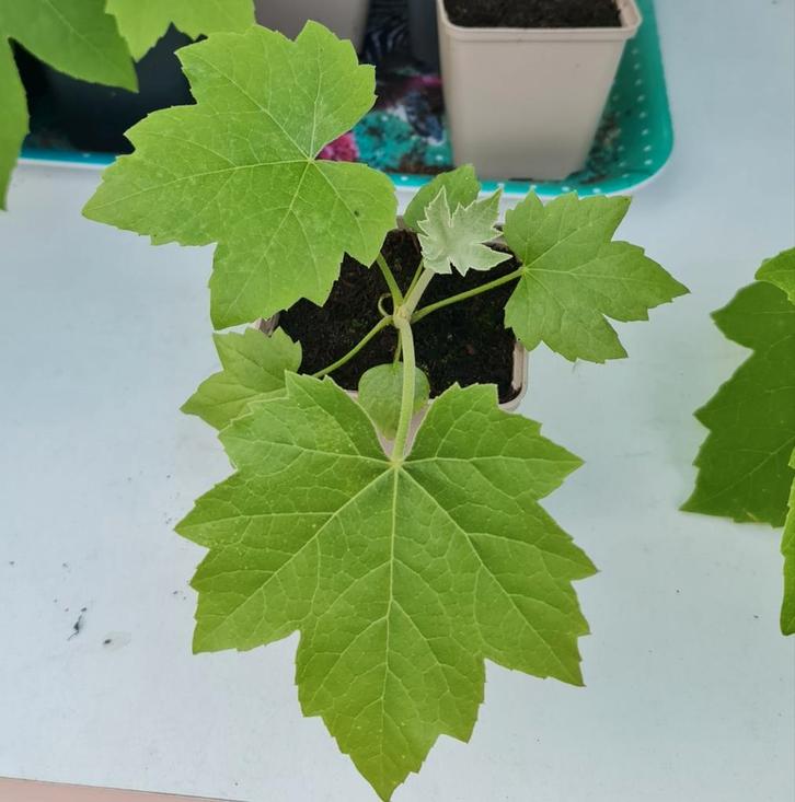 Tetrapanax papyrifer (rijstpapierplant), Tuin en Terras, Planten | Bomen, Overige soorten, Volle zon, Ophalen of Verzenden