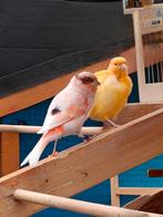 Kanarie mannen, Dieren en Toebehoren, Vogels | Kanaries, Mannelijk, Kleurkanarie