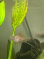 Gratis zwaarddrager vis man, Dieren en Toebehoren, Vis, Zoetwatervis