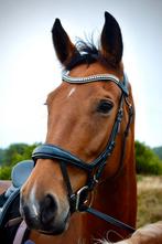 Te koop: Gelderse merrie, volle zus van Danser, Dieren en Toebehoren, Paarden, Merrie, Gechipt, Dressuurpaard, 170 tot 175 cm