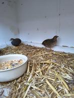 chinese kwartel koppel, Dieren en Toebehoren, Pluimvee, Meerdere dieren, Overige soorten