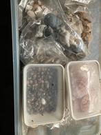 Bak met diverse soorten schelpen, Ophalen, Gebruikt