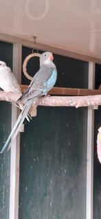 Prinses of wales, Dieren en Toebehoren, Vogels | Parkieten en Papegaaien, Parkiet, Geringd